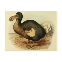 Dodo Postcards