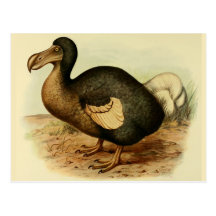 Dodo Postcards