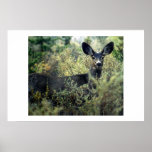 Doe Print