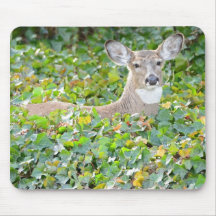 Doe resting in ivy patch mousepads