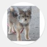 Dog1 Round Stickers