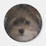 Dog5 Magnets