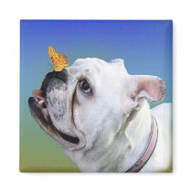 Dog and butterfly
