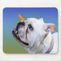 Dog and butterfly