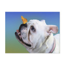 Dog and butterfly