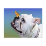Dog and butterfly postcards
