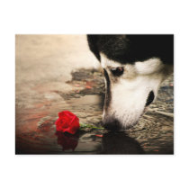 Dog and Red Rose Photography Postcard