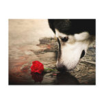Dog and Red Rose Photography Postcard