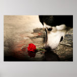 Dog and Red Rose Poster posters