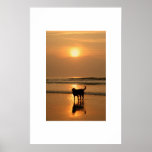 Dog at sunrise posters