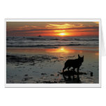 Dog Beach cards
