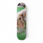 Dog Beautiful skateboards