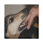 Dog biting finger magnets