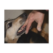 Dog biting finger postcard