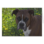 dog boxer cards