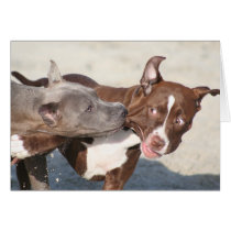 Dog Cards - Pitbulls at Play