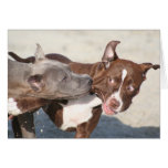 Dog Cards - Pitbulls at Play