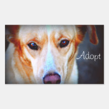 dog cassie adopt sticker