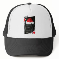 Dog Christmas hat on nose, black lab mix canine