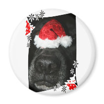 Dog Christmas hat on nose, black lab mix canine