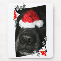 Dog Christmas hat on nose, black lab mix canine