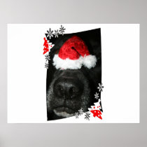 Dog Christmas hat on nose, black lab mix canine