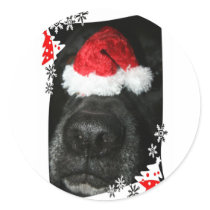 Dog Christmas hat on nose, black lab mix canine