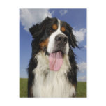 Dog, close-up postcards