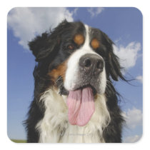 Dog, close-up square sticker