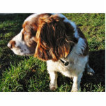Dog Cocker Spaniel Sitting Cut Out