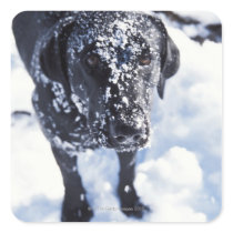 Dog covered in snow sticker