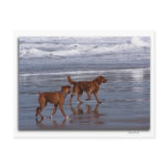 Dog Days Of Summer postcards
