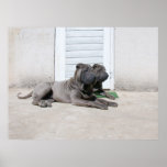 Dog  Days of Summer.... posters