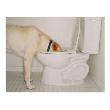 Dog drinking out of toilet post cards