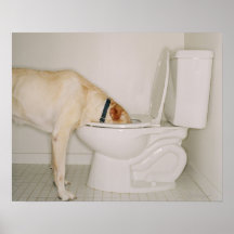 Dog drinking out of toilet print