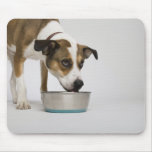 Dog eating from bowl mousemats