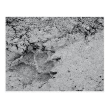 Dog Footprint on the Ground Postcards