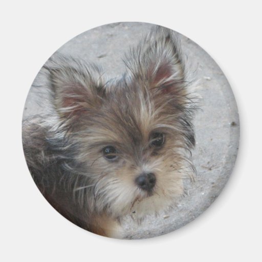 Dog Fridge Magnets