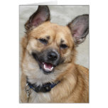 Dog Gone Happy cards