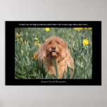 Dog Heaven Poster Poster Print