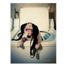 Dog helping out with the wash postcards