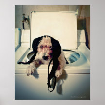 Dog helping out with the wash print