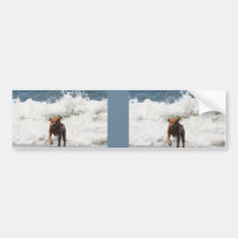 Dog - Here I Come... Bumper Sticker