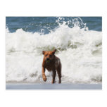 Dog - Here I Come... Postcards