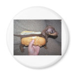 Dog in a Bun magnets