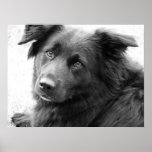 Dog in black and white posters