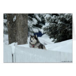 Dog in the Snow cards