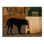 Dog in Venice Postcard