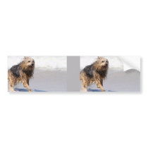 Dog - Joy of the Surf