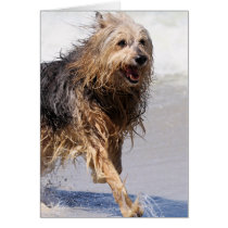 Dog - Joy of the Surf